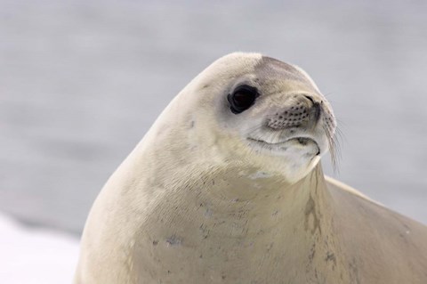 Framed Close up of Crabeater seal, Antarctica Print