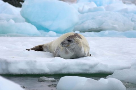 Framed Crabeater seal lying on ice, Antarctica Print