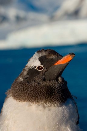 Framed Gentoo penguin chick, Western Antarctic Peninsula Print