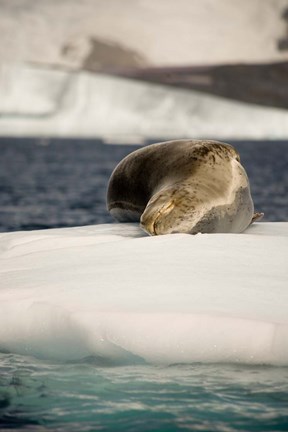 Framed Antarctica. Leopard seal adrift on ice flow. Print