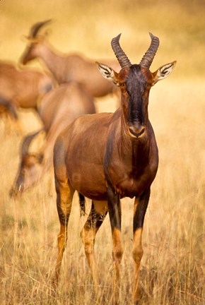 Framed Female topi standing on grassy plain, Masai Mara Game Reserve, Kenya Print