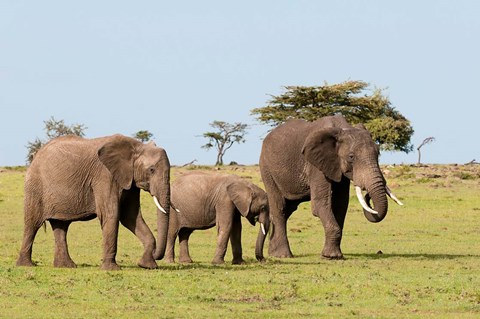 Framed Three African Elephants, Maasai Mara, Kenya Print