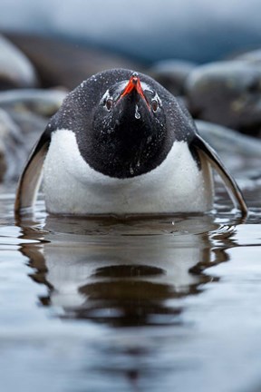 Framed Antarctica, Cuverville Island, Gentoo Penguin in a shallow lagoon. Print