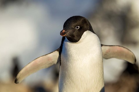 Framed Adelie Penguin portrait, Antarctica Print