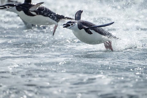 Framed Antarctica, South Shetland Islands, Chinstrap Penguins swimming. Print