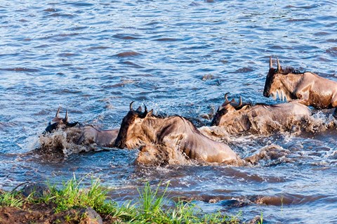 Framed Blue wildebeest crossing the Mara River, Maasai Mara, Kenya Print