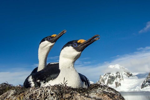 Framed Blue-eyed Shags, Antarctica. Print