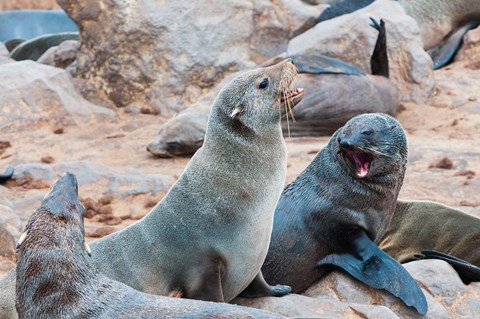Framed Cape Fur seals, Skeleton Coast, Kaokoland, Namibia. Print