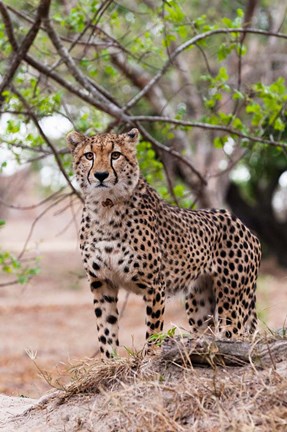 Framed Cheetah, Kapama Game Reserve, South Africa Print