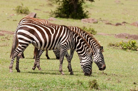 Framed Zebra grazing, Maasai Mara, Kenya Print
