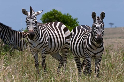 Framed Common Zebra, Masai Mara National Reserve, Kenya Print