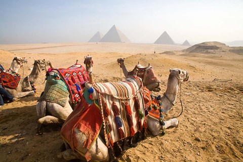 Framed Egypt, Cairo, Camels, desert sands of Giza Pyramids Print