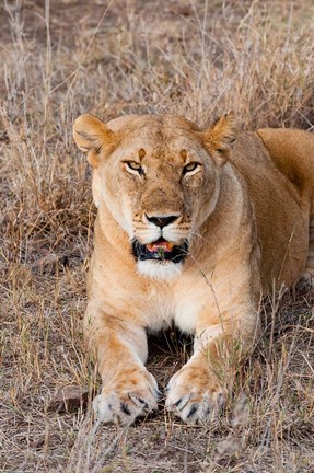 Framed Female lion, Maasai Mara National Reserve, Kenya Print