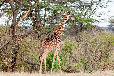 Framed Giraffe, Maasai Mara National Reserve, Kenya Print