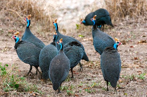 Framed Helmeted guineafowl, Maasai Mara National Reserve, Kenya Print