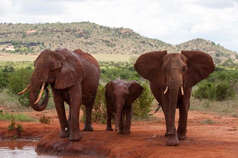 Framed Elephants and baby, Tsavo East NP, Kenya. Print