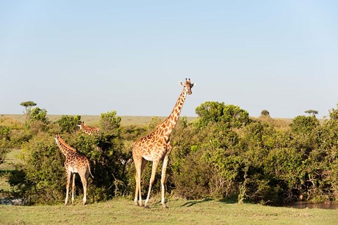 Framed Giraffe, Giraffa camelopardalis, Maasai Mara, Kenya. Print