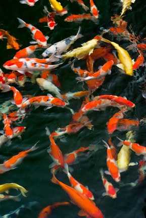 Framed China, Hong Kong, Kowloon, Koi carp in Nan Lian Garden Print