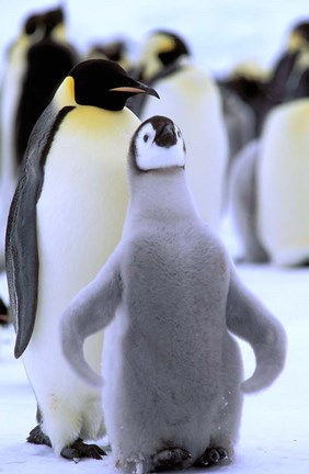 Framed Emperor Penguin with Chick, Atka Bay, Weddell Sea, Antarctic Peninsula, Antarctica Print