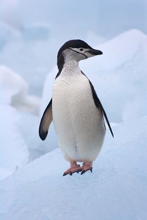 Framed Chinstrap Penguins on ice, South Orkney Islands, Antarctica Print