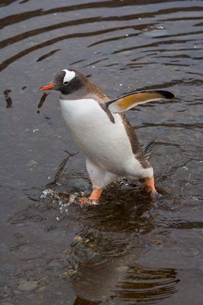 Framed Gentoo Penguin, Hercules Bay, South Georgia, Antarctica Print