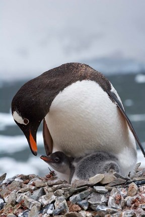Framed Gentoo Penguins, Neko Harbor, Antarctica Print