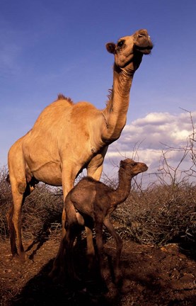 Framed Dromedary Camel, Mother and Baby, Nanyuki, Kenya Print