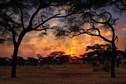 Framed Acacia forest, sunset, Tarangire National Park, Tanzania Print