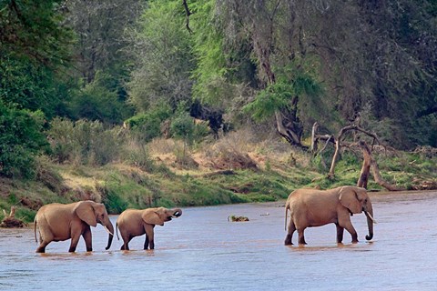Framed African Elephant crossing, Samburu Game Reserve, Kenya Print