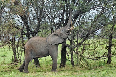 Framed African Elephant feeding on Tree bark, Serengeti National Park, Tanzania Print