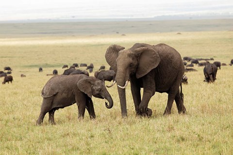 Framed Herd of African elephants, Maasai Mara, Kenya Print