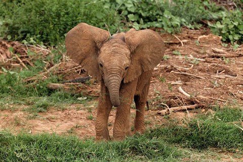 Framed Baby Africa elephant, Samburu National Reserve, Kenya Print