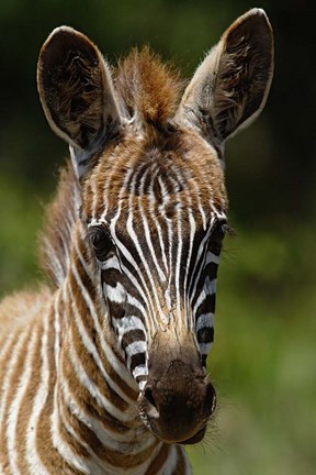 Framed Baby Burchell&#39;s Zebra, Lake Nakuru National Park, Kenya Print