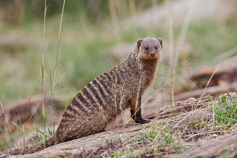 Framed Banded Mongoose wildlife, Maasai Mara, Kenya Print