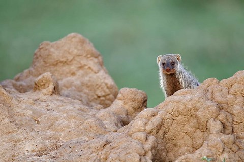 Framed Banded Mongoose wildlife, termites, Maasai Mara, Kenya Print