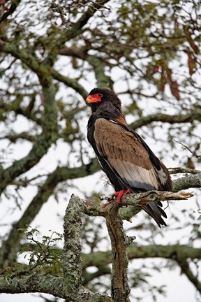 Framed Bateleur, Serengeti National Park, Tanzania Print