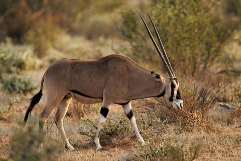 Framed Beisa Oryx wildlife, Samburu National Reserve, Kenya Print