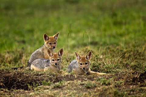 Framed Black-backed Jackal wildlife, Maasai Mara, Kenya Print