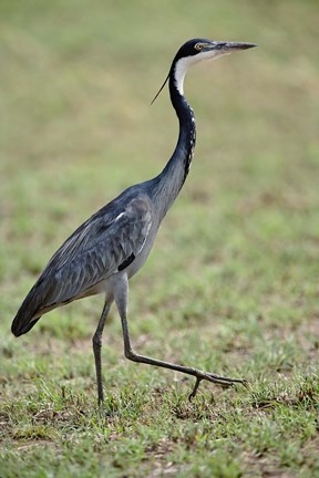 Framed Black-headed Heron, Serengeti National Park, Tanzania Print