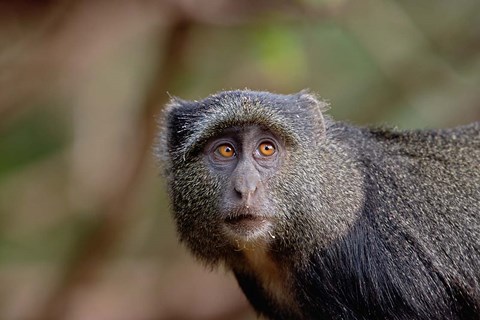 Framed Blue Monkey, Lake Manyara National Park, Tanzania Print