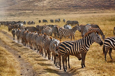 Framed Burchell&#39;s Zebra waiting in line for dust bath, Ngorongoro Crater, Tanzania Print