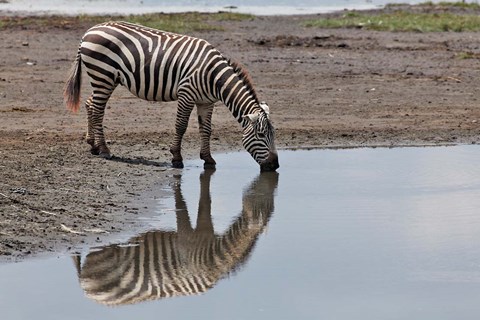 Framed Burchell&#39;s Zebra, Lake Nakuru National Park, Kenya Print