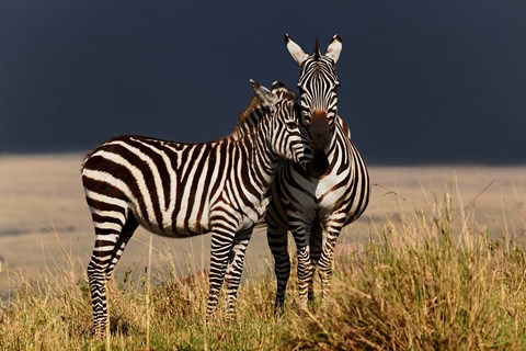 Framed Burchell&#39;s Zebra, Maasai Mara, Kenya Print