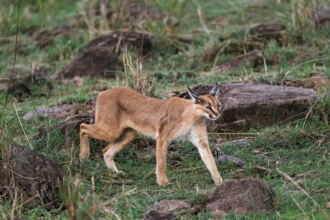 Framed Caracal wildlife, Maasai Mara, Kenya Print