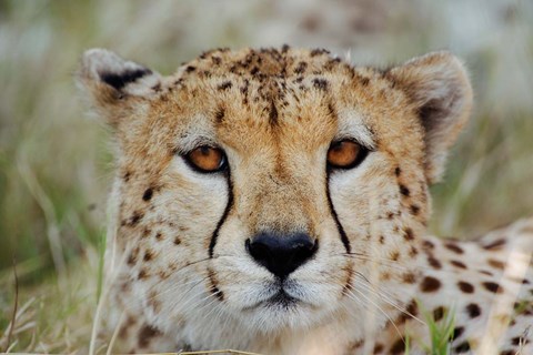 Framed Head of a Cheetah, Masai Mara Game Reserve, Kenya Print