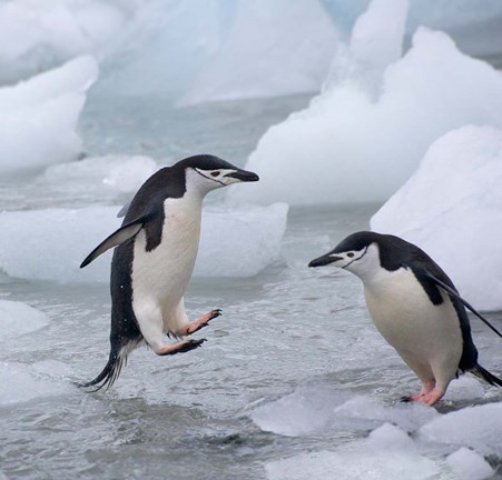 Framed Chinstrap Penguins on ice, Antarctica Print