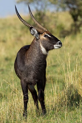 Framed Common Waterbuck wildlife, Maasai Mara, Kenya Print