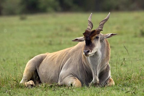 Framed Eland (Taurotragus oryx) Kenya&#39;s largest antelope Print