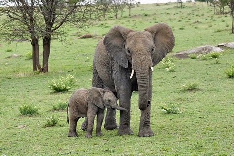 Framed Female African Elephant with baby, Serengeti National Park, Tanzania Print