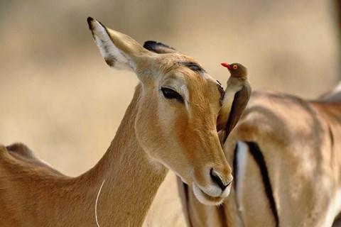 Framed Female Impala with Red-billed Oxpecker, Samburu Game Reserve, Kenya Print